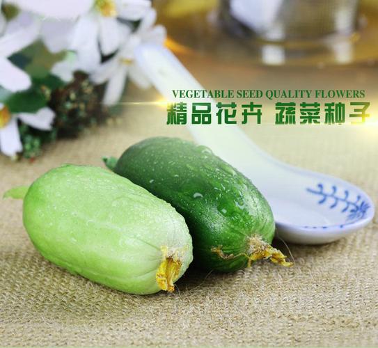 陽臺庭院種出脆甜水果黃瓜——克勞沃10粒種子家庭種植全攻略