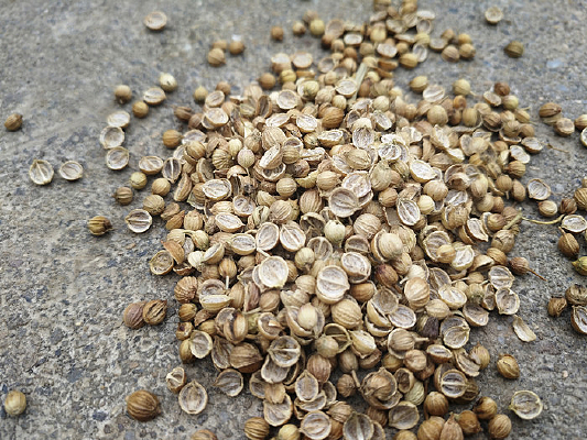 香菜 從種子到餐桌的綠色之旅